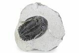 Bargain, Hollardops Trilobite Fossil - Ofaten, Morocco #340901-3